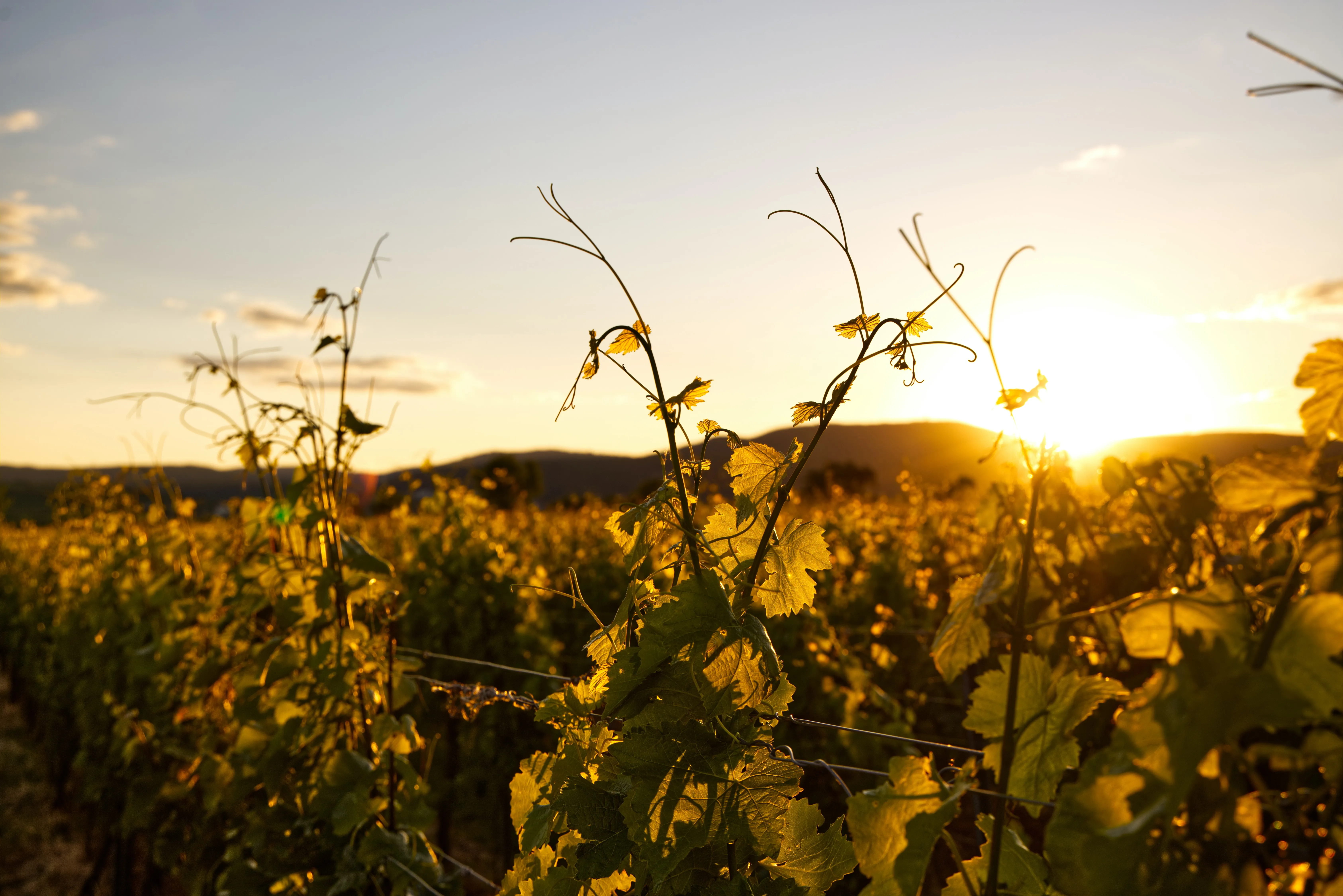 Wealth & Wine Workshop